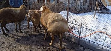 Баран, овца: Продаю | Овца (самка) | Арашан | Для разведения | Племенные — 9