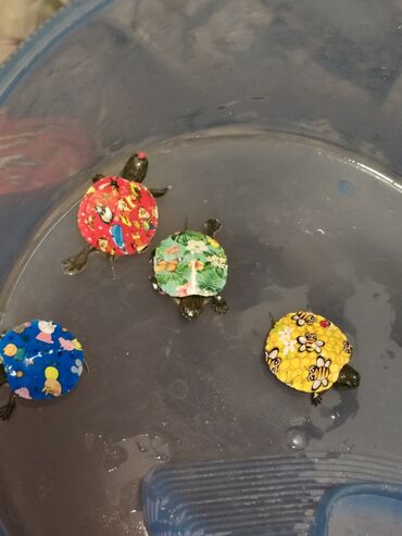 Digər heyvanlar: Qırmızı yanaq su tısbağalar. Şəkillərdə müxtəlif naxışlı, dekorativ — 10