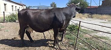 Коровы, быки: Продаю | Корова (самка) — 17