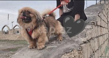 Pekines, 2 il, Erkək, Ünvandan götürmə