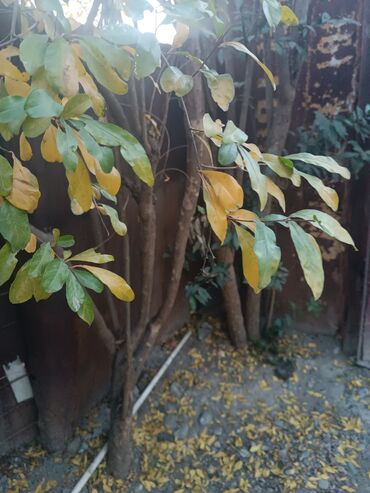 Divan və kreslo dəstləri: Yeni, Divan, 2 kreslo -da lalafo.az — 22 Divan və kreslo dəstləri: Yeni, Divan, 2 kreslo — 22