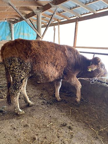 Коровы, быки: Продаю | Тёлка | На откорм, На забой, Для разведения — 8