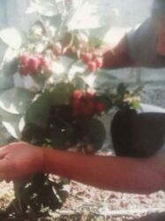 Фрукты и ягоды: Саженцы малина сорт Атлант маравела.паланес.вайалет.мапема аронжовая — 10