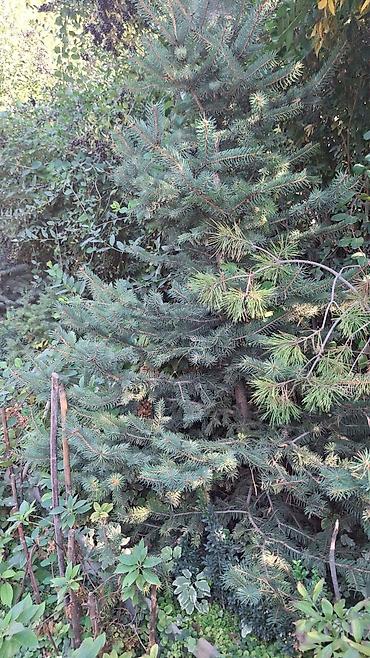 Декоративные деревья: Саженцы деревьев: Ели — 11