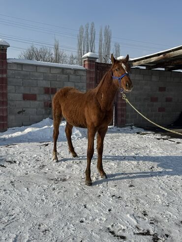 Лошади, кони: Продаю | Жеребенок | Для разведения | Племенные — 8