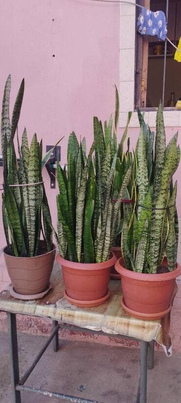 gül dibçəkləri: Sanseveriya dekrtiv guleri 1 ededi 20 azn boyuk 35 azn lalafo.az -da gül dibçəkləri: Sanseveriya dekrtiv guleri 1 ededi 20 azn boyuk 35 azn