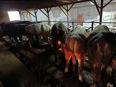 мал доктор: Продаю | Бык (самец) | На откорм | Привязанные — 5