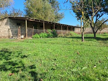 Torpaq sahələrinin satışı: Kənd təsərrüfatı — 5