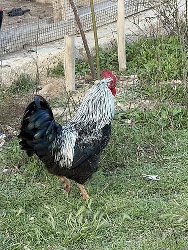 hind quslari: Məhsul: Qara-lələklı, gümüşi yaxalı toyuq cinsi xoruz Xüsusiyyətlər — 4