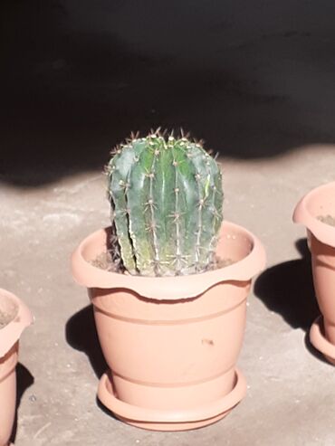 Kaktus: Öfis və Evlərinizin dekorasyonunu canlandıracaq Kaktus dibçəkləri