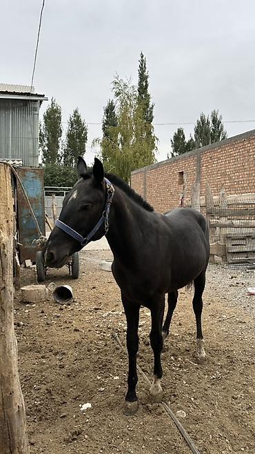 Продам с/х животных: Продаю | Жеребец | Конный спорт — 4