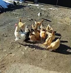 домик для кот: Сатам | Тооктор | Үй | Көбөйтүү үчүн