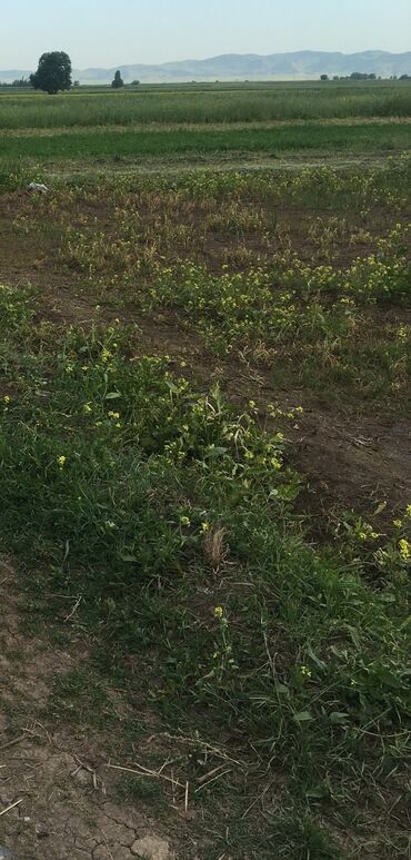 купить квартиру в баку новостройка с ремонтом: 5 соток, Для строительства, Собственник, Купчая