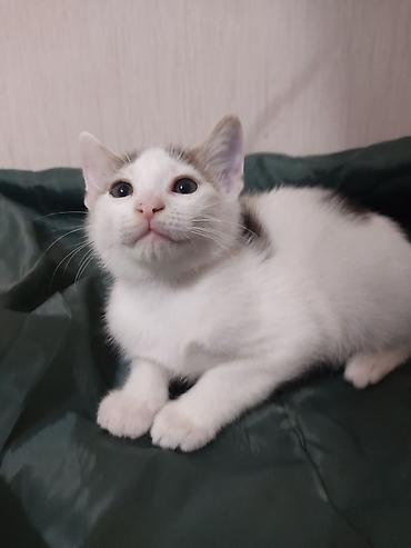 Отдам в добрые руки очаровательного котёнка от домашней кошечки