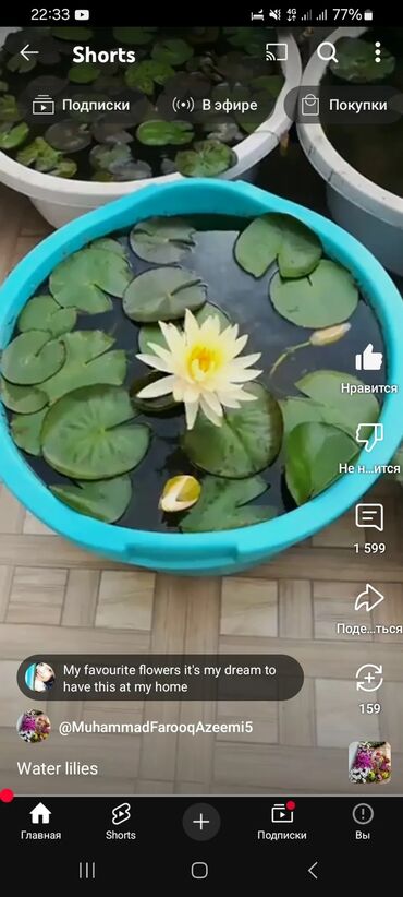 Декоративные цветы: Дикий виноград вьющийся, плетущийся как плющ Саженцы дикого винограда — 9