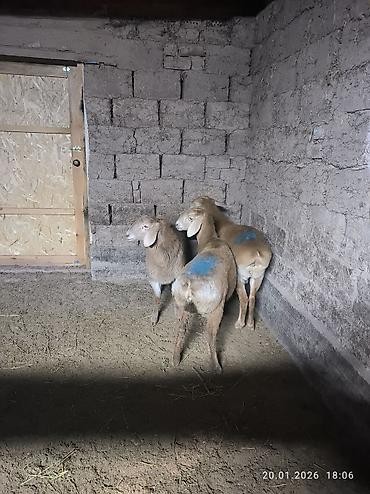 Баран, овца: Продаю | Овца (самка), Ягненок | Арашан | Для разведения | Ярка — 5