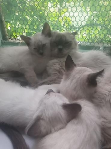сиамс: Продаю котят сиамской породы не дорого.Два мальчика и одна — 6