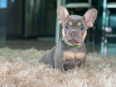 Άλλα: French bulldog Puppies beautiful French bulldog Puppies for sale. 1