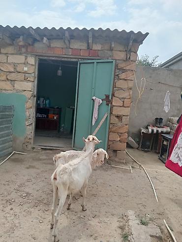 keci heyvan: Dişi, Zanen, il: 1, 50 kq, Damazlıq, Pulsuz çatdırılma — 3