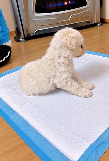 it pekines: Şpitz, Sənədli — 9