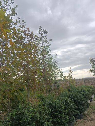 Ağaclar: Xan cinar 3metir 4 metrlik 15 azin çox alsaz mzakire olunacaq — 6