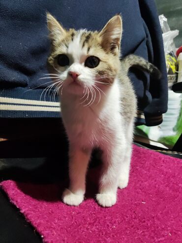 кошка сфинкс с шерстью: 4 месяца, Мальчик