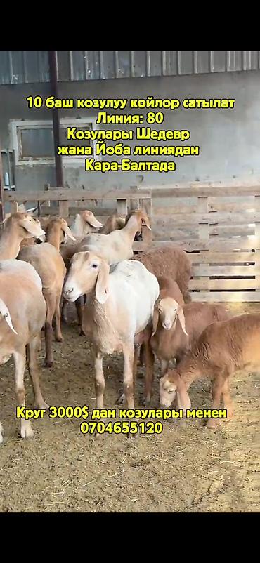 козы кара балта: Продаю | Овца (самка) | Арашан | Для разведения | Матка — 2