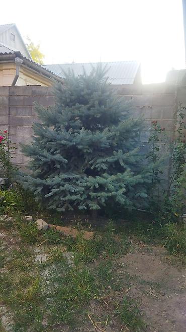 Ель: Ель голубая (Picea pungens), выращенная на участке. Описание: - — 10