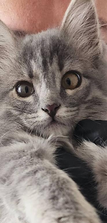 Отдам даром кошку: КОТЕНОК (мальчик) ищет ДОБРОГО, ЗАБОТЛИВОГО, ОТВЕТСТВЕННОГО хозяина — 1
