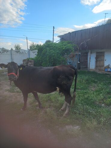 животные корова: Продаю | Корова (самка) | Для молока | Стельные