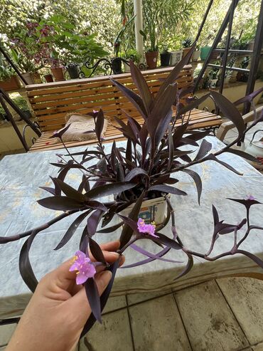 Xalçalar: Xalça -da lalafo.az — 18 Xalçalar: Xalça — 18