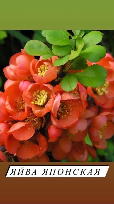 Декоративные деревья: Декоративные кустарники для сада! - спирея японская - спирея -спирея — 3