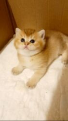 сколько стоит маленький котёнок: Британская, Самка, В добрые руки, Самовывоз