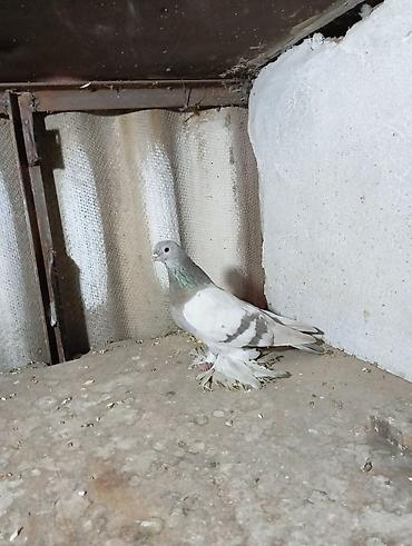 Птицы: Продаю молодых голубей 1 шт стоит пятьсот сом окончательно родители — 2