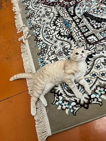 Pişiklər: Şotland — 7