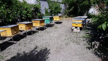 arı yeşiyinin qiyməti: Arı ailəsi satılır 12 ramkadır 8 və daha cox rasploddur qiyməti