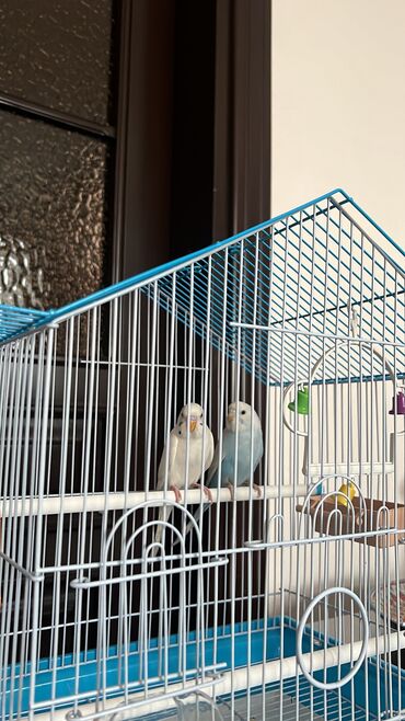 попугаи ара: Волнистые попугаи 🦜 Мальчик и девочка Белая девочка и синий мальчик
