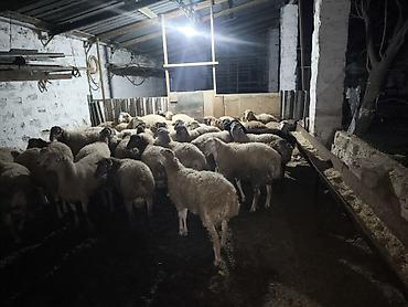 ekiz balali qoyun: Quzular satilir 3 aydan artiqdir bordaqdadir hamisi erkəkdir çəkiləri — 3