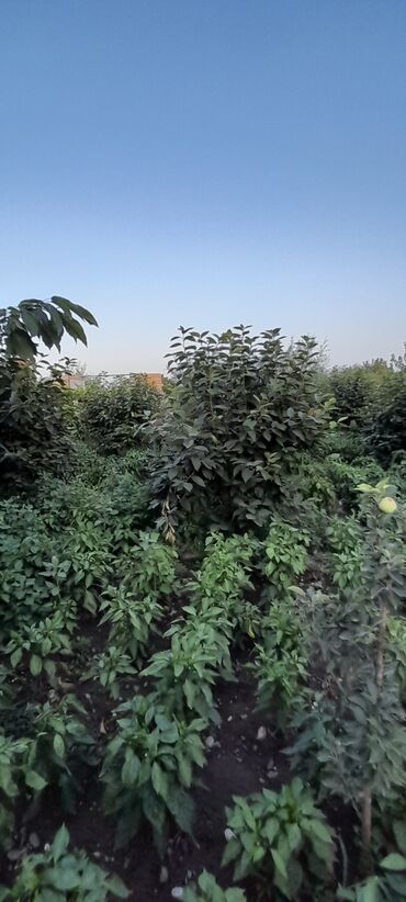 Həyət evləri və villaların satışı: 6 otaqlı, 270 kv. m, Yeni təmirli — 23