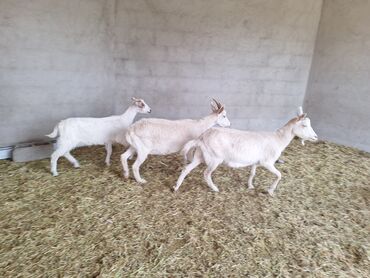альпийская коза цена: Продаю | Коза (самка), Козлёнок