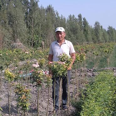 Роза: Саженцы чайно-гибридных роз (садовые кустовые розы) разных окрасок — 12