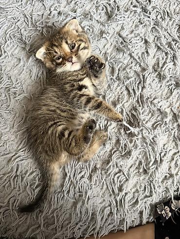 котята токмак: Беспородная, 1 месяц, Мальчик, Приучена к лотку — 2