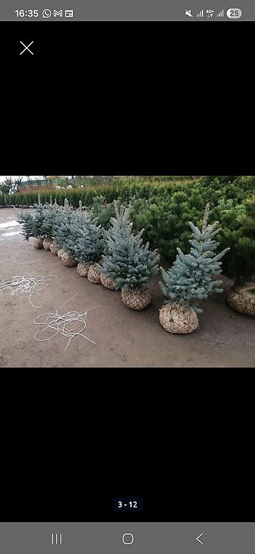 Туя: "Смарагд" туялары жана голубая ель (көк карагайлар) арзан баада — 2