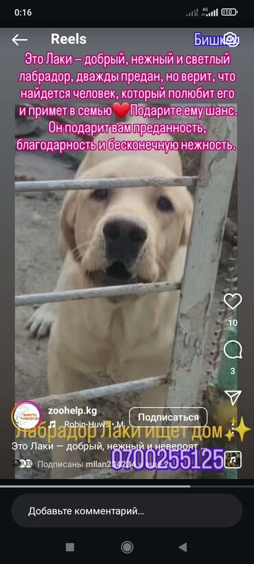 Отдам даром собаку: Срочно нужен хороший любящий хозяин — 4