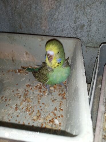 Digər quşlar: Çex cütler satılır papuqaylar təmiz qan vıstıvıcnıy vıstıvka sərgi — 26