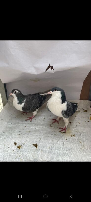 Göyərçinlər: 3 eded delfin 1 cütdür bala verir saglam heyvanlardir 3 ededi 45 manat — 4