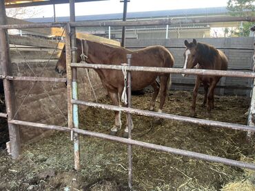 Лошади, кони: Продаю | Кобыла (самка) | Для разведения | Племенные — 8