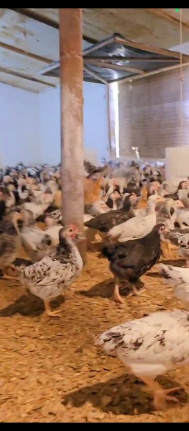 sibirya kurdu qiymeti: Toyuq, Damazlıq, Ünvandan götürmə