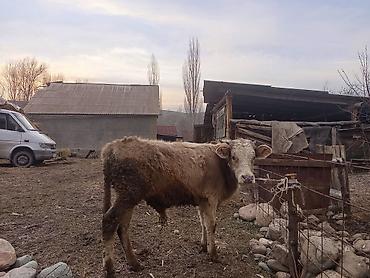 Коровы, быки: Продаю | Бык (самец), Музоо, торпок | Полукровка | На откорм | Привязанные — 6