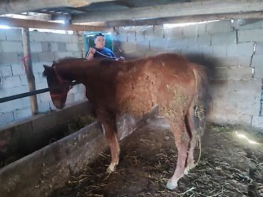 Лошади, кони: Продаю | Жеребенок — 4